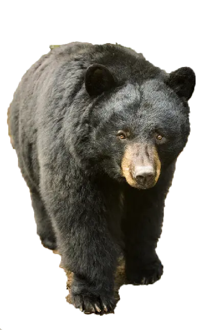 دانلود عکس خرس سیاه بلوچی به نام لالین با کیفیت بالا