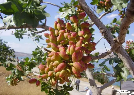 عکس پسته تازه با پوست خوشرنگ روی شاخه درخت Pistachio