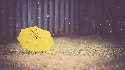 تصویر زمینه کامپیوتر از چتر زرد زیر باران برگ های پاییزی