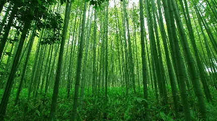 عکس جنگل بامبو و درختان باریک و بلند برای پس زمینه لپ تاپ