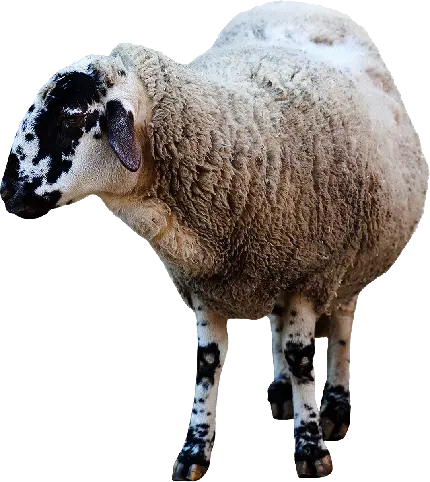عکس گوسفند واقعی پشمالو برای پوستر و بنر قصابی ها