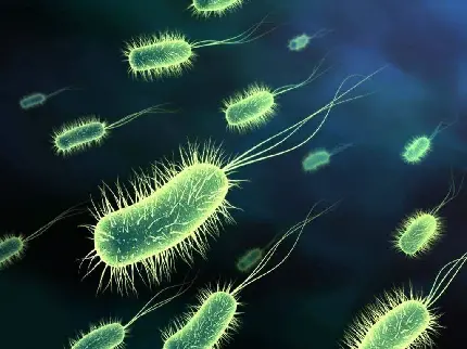 تصویر برای تحقیقات دانشجویی رشته میکروبیولوژی با طرح از باکتری اشریشیا کلی 
