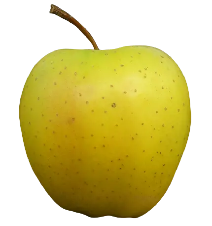 بهترین عکس سیب واقعی زرد رنگ از رو به رو با فرمت پی ان جی