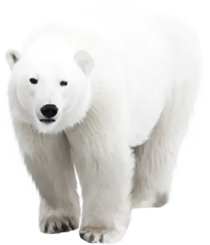 عکس با بک گراند شفاف خرس سفید پشمالو قطبی با فرمت PNG