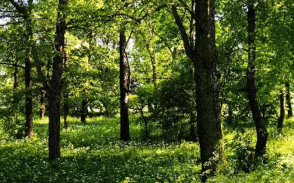 قشنگ ترین عکس درختان توسکا زیر نور آفتاب برای دسکتاپ