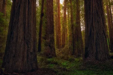 عکس درخت بلند سکویا در جنگل بکر و بدون انسان