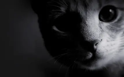 عکس پس زمینه کیوت از نمای صورت و خیلی نزدیک گربه سیاه و سفید