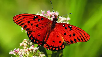 والپیپر جدید خوشگل طرح پروانه قرمز گوگولی‌ 