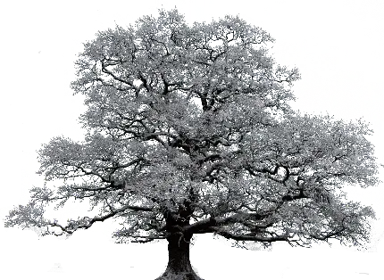 عکس درخت برفی با فرمت PNG دوربری شده جذاب انیمیشنی 