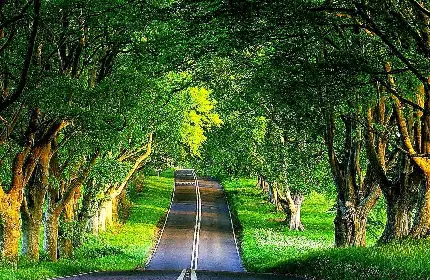 عکس جاده در بین درختان بسیار زیبا طبیعت سبز