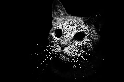 عکس پس‌زمینه سیاه و سفید با طرح گربه در وضوح 4k