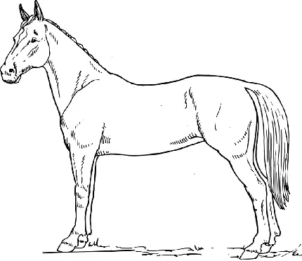 ساده ترین png اسب برای علاقه مندان به کشیدن نقاشی حیوانات