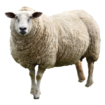 دانلود فایل PNG جذاب گوسفند خارجی نژاد گوشتی برای طراحی وب