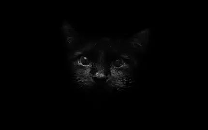 والپیپر با طرح گربه سیاه و جالب برای دوستداران پت خانگی