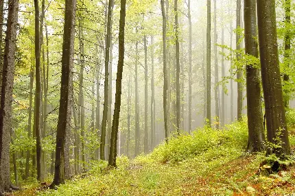 تصویر زمینه بی نظیر درختان توسکا در سراشیبی تپه سر سبز