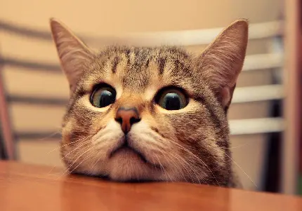 مجموعه عکس پروفایل گربه کیوت و زیبا با نگاه زیر چشمی بامزه