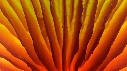 تصویر زمینه دو بعدی خاص و یونیک با رنگ های زیبا و چشمگیر نارنجی و زرد 
