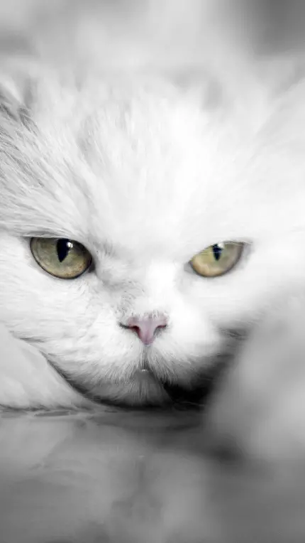کله گربه سفید از نزدیک با پوزه ای کوچولو و دوستداشتنی