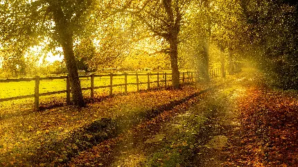 عکس زمینه جاده پاییزی با درختان سبز و نارنجی برای دسکتاپ