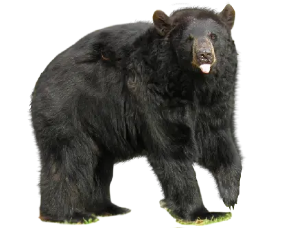 تصویر خرس سیاه png با خز بلند و چهره ای ترسناک