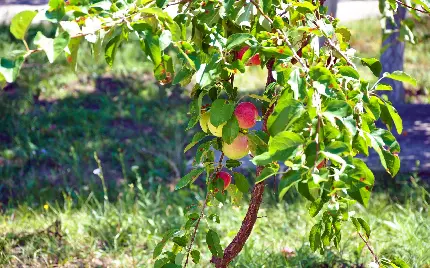 دانلود عکس درخت سیب سرخ در چمن باغ با کیفیت فوق العاده