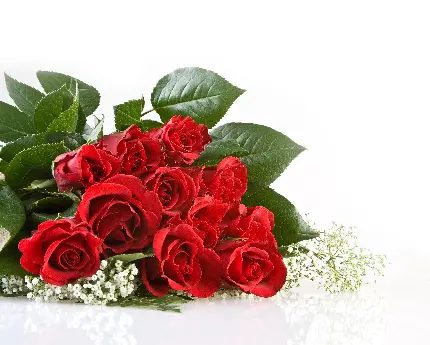 عکس خیلی خوشگل از دسته گل قرمز در زمینه سفید برای ولنتاین 