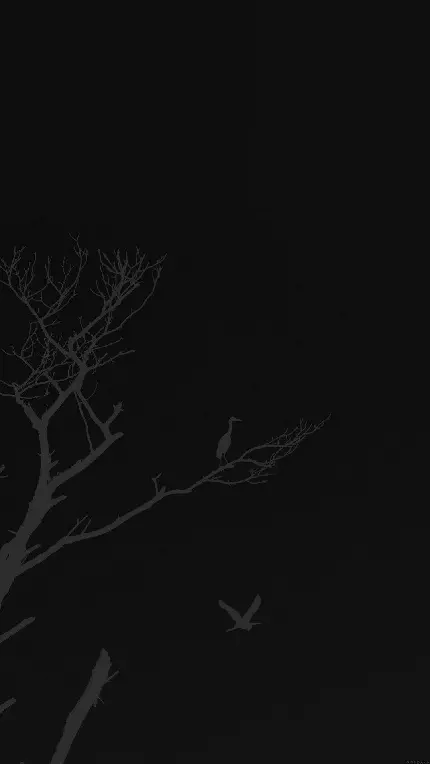 سایه پرنده نشسته روی درخت خشکیده و آسمان مشکی و بدون ستاره شب