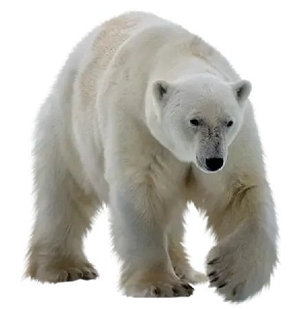 دانلود تصویر دوربری شده و ترانسپرنت خرس قطبی سفید با پسوند png