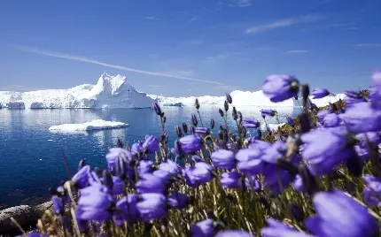 تصویر زمینه حیرت انگیز از گل استکانی برگ گرد با بکگراند کوه های یخی