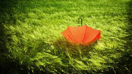 دانلود عکس استوک چتر نارنجی باز شده روی چمن و سبزه های پارک 
