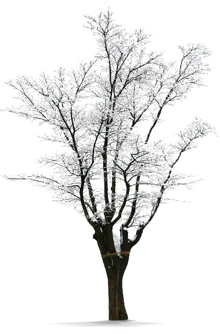 چاپ پوستر تصویر خارق العاده و باورنکردنی درخت برفی سفیدپوش PNG