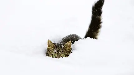 عکس چشمان سبز گربه پنهان شده در میان برف ها