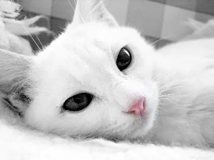 گربه سفید خوابیده روی پشم سفید با پس زمینه چهارخونه