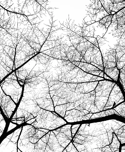 عکس سیاه و سفید شاخه های بدون برگ درخت با پس زمینه سفید