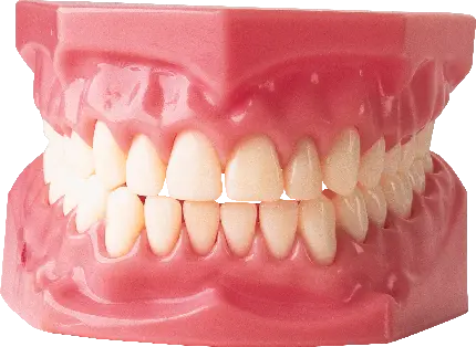عکس دندان و لثه مصنوعی با شکل طبیعی مناسب ویترین دندانپزشکی 
