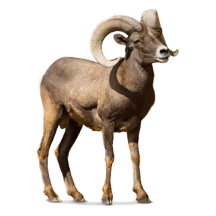 چاپ پوستر زیباترین تصویر PNG دور بری شده بدون زمینه بز واقعی قهوه ای کمرنگ 