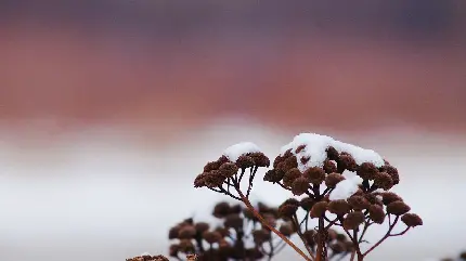 تصویر رمانتیک آب شدن دانه های سفید برف روی گل خشکیده