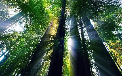 تصویر پرتوهای نور خورشید میان درختان بلند سکویا