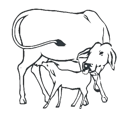 عکس نقاشی زیبای گاو و گوساله اش در کنار هم