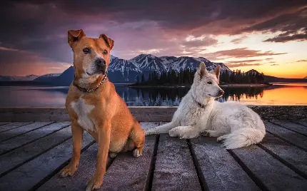 دانلود عکس بکگراند شیک و خفن سگ سفید و سگ قهوه ای روی پل چوبی با زمینه غروب آفتاب 