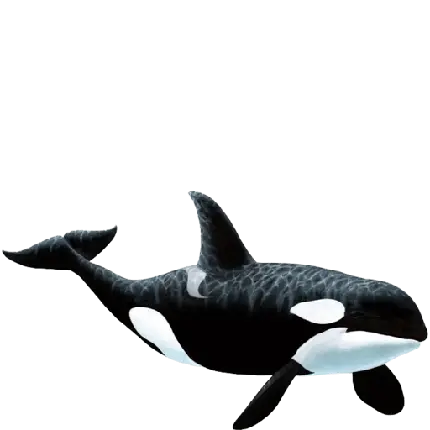 عکس نهنگ قاتل یکی از از باهوش ترین حیوانات روی زمین png