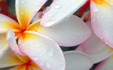 بک گراند لپ تاپ طرح گل سفید شاداب و آب باران خورده 