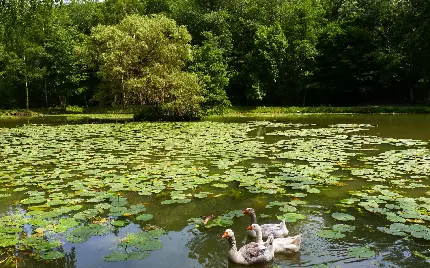 تصویر غازهای وحشی در طبیعت آزاد مناسب پروفایل 