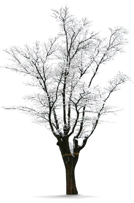با کیفیت ترین عکس از درخت برفی کریستالی یخ زده با فرمت PNG