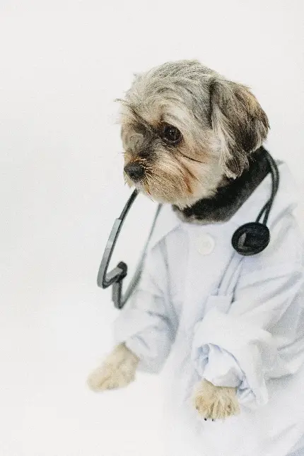 عکس قشنگ سگ کوچولوی ناز با لباس دامپزشکی مخصوص پروفایل