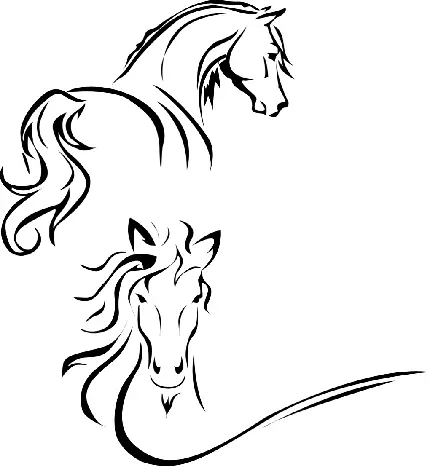 عکس png چهره اسب از بغل و از رو به رو با کیفیت بالا 