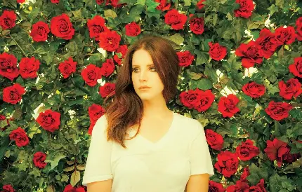 زیباترین عکس گل رز قرمز