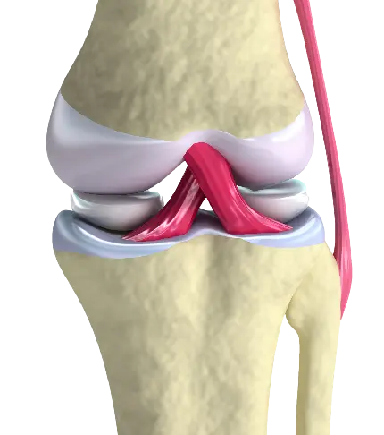عکس استوک از رباط زانو مربوط به بخش پزشکی فیزیوتراپی