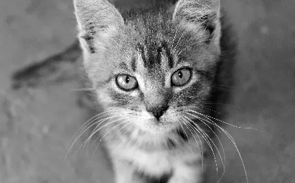 والپیپر سیاه و سفید از گربه خطدار برای علاقمندان به حیوانات خانگی