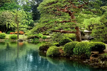 دانلود تصویر زمینه باغ بونسای و دریاچه با بهترین کیفیت